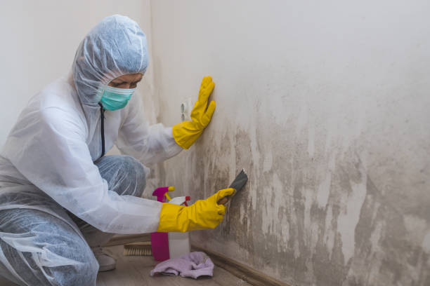 Best Attic Mold Removal  in Fords, NJ